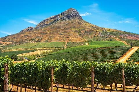 Cape Winelands a Stellenbosch e Franschhoek Degustazione di vini