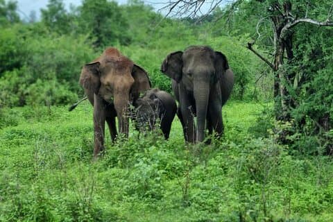 Yala safari fra Galle / Unawatuna / Waligama / MIrissa / Matara