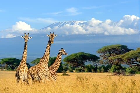 2 jours d'évasion en safari au parc national Amboseli avec Kentau
