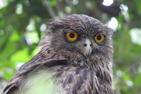 Yala National Park Wild Safari from Sri Lanka