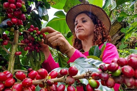 Privérondleiding koffieplantage in Medellín