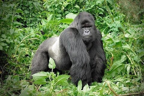 Safari di trekking con gorilla di 3 giorni al Bwindi Impenetrable NP Uganda