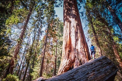 Sequoia & Kings Canyon Two Day Private Tour & Hike