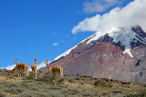 Tour privato di un'intera giornata al Monte Chimborazo da Quito