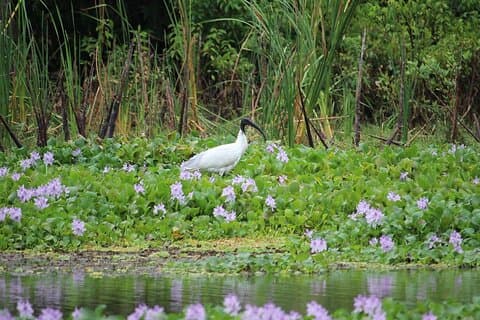 Kalametiya Bird Sanctuary Tour from Yala