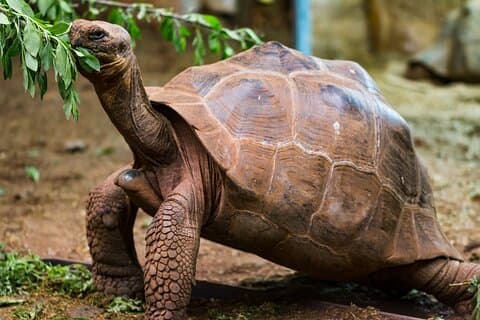 Reuzenschildpadden Privérondleiding door het Galapagos Frontier Reserve