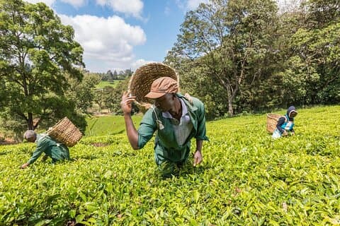 Kiambethu Teefarm Tour & Mittagessen von Nairobi