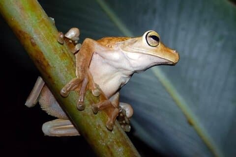 Tour notturno nella giungla di Manuel Antonio