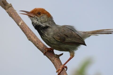 Phnom Penh Birding Experience and Brunch