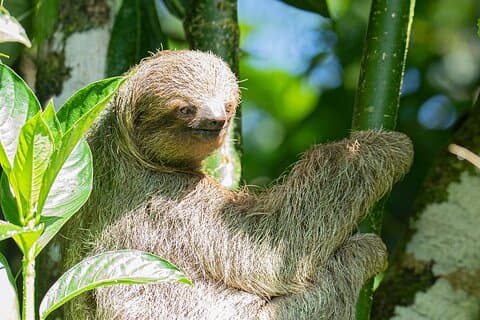 La Fortuna Schmetterlingsgarten und Wildpark GRUPPENtour