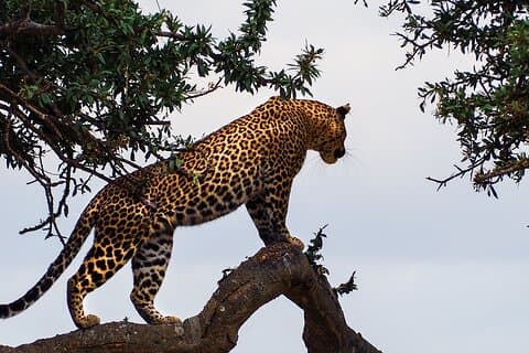 3 Tage und 2 Nächte Abenteuer in der Masai Mara