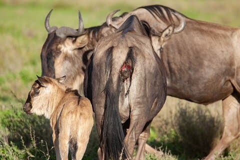 3 días de safari privado de gama media en Masai Mara