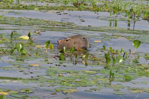 Conecta con la naturaleza del Iberá en un tour privado