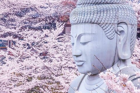 Cherry Blossom Buddha and Mt.Yoshino with Strawberry Picking Tour