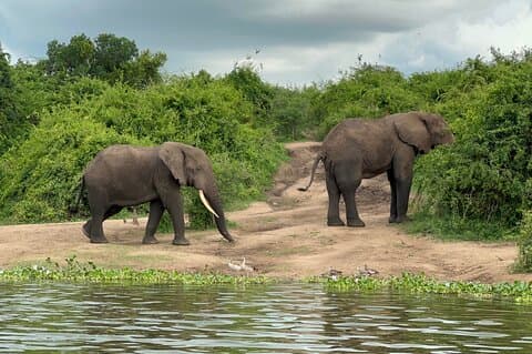7 Day Wildlife Tour, Mount Bisoke Hiking & Gorilla Trekking Trip