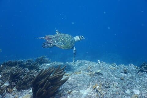 Tayrona, Snorkel & Playa