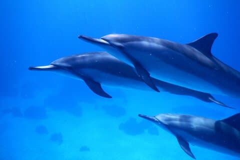 2-timers delfinsafari og dobbeltrev med snorkel på Hawaii