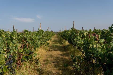 Vineyard Elegance: A Mendoza Private Wine Odyssey Tour