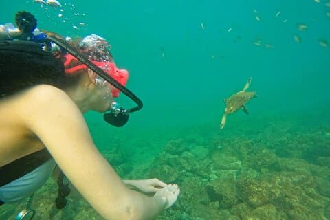 Fra Abu Dhabi: Prøv dykkeopplevelse og snorkling i Fujairah