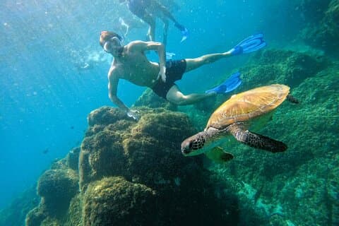 Fra Abu Dhabi: Snorkling med skilpadder i Fujairah