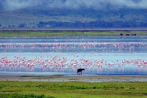 Excursão econômica de 2 dias - Lago Manyara - Cratera Ngorongoro de Arusha