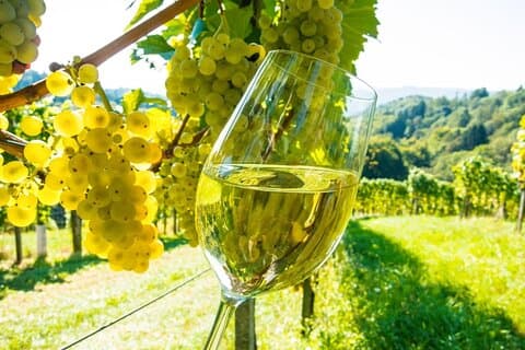 Mercato provenzale e degustazione di vini Tour condiviso di un'intera giornata da Nizza