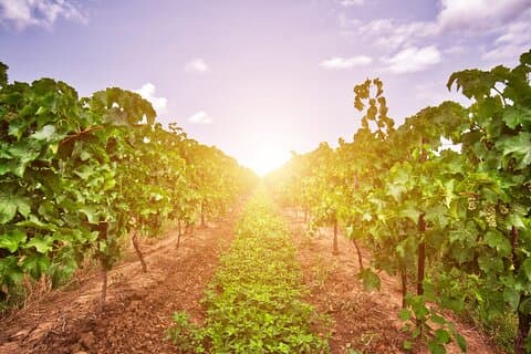 Halbtägige private Niagara County Weintour Erfahrung
