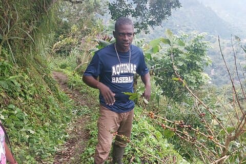 Jamaica Blue Mountain Koffie Tour en sightseeing ervaring