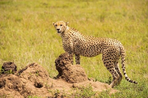 Private 7 Days Classic Safari Tour in Tanzania