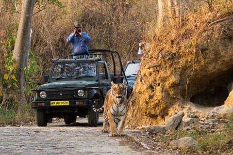 Experiencia Noches de Selva : Alójese en FRH del Parque Nacional Jim Corbett