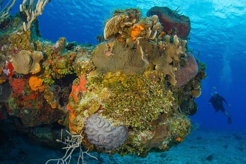 PADI Open Water Diver Kurs an der Riviera Maya