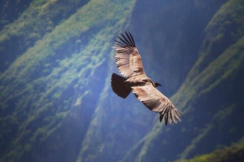 Vlucht van de condor