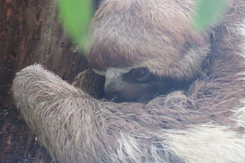 Wildlife Tour in the Ecuadorian Amazon