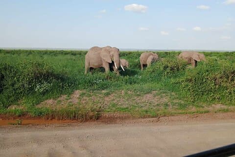 7 Days safari: Masai mara, Lake Nakuru, Lake Naivasha & Amboseli