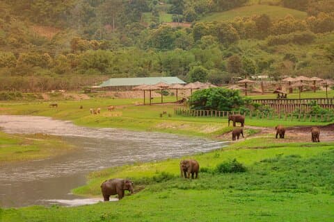 Santuario de Elefantes + Cascada + Excursión de un día a Rafting en Bambú