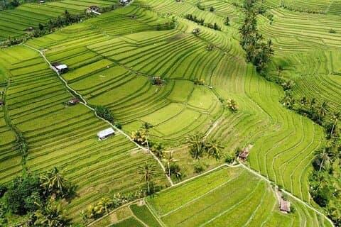 UNESCO risterrass Jatiluwih med Tanah Lot-turné i solnedgången