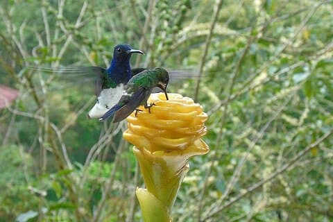 Privé-excursie naar het Mindo-nevelwoud: vogels, chocolade, natuur