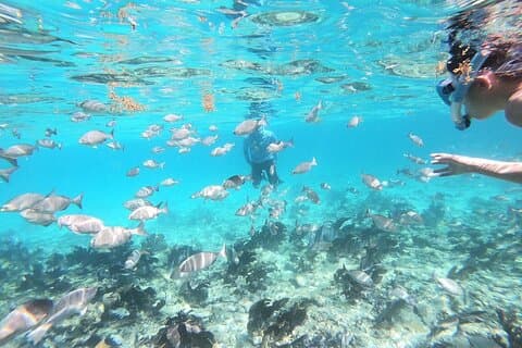 Half Day Private Tour to Islamorada Alligator Reef and Sandbar