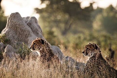 7 jours Masai Mara Nakuru Amboseli Kenya Budget Safari