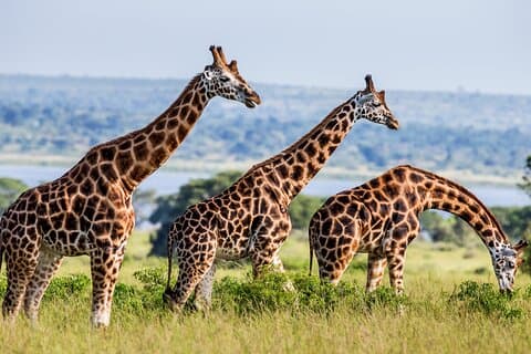 4-dages privat tur i Tanzania Deluxe Safari