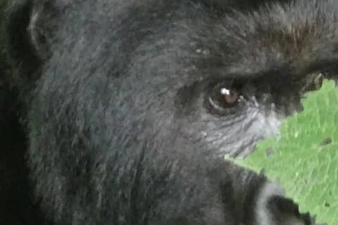 29 Tage Roadtrip Uganda, Ruanda, Kongo, DR Kongo und Burundi