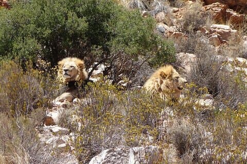 Safari Privado de Vida Selvagem de 3 Dias e Rota dos Jardins da África