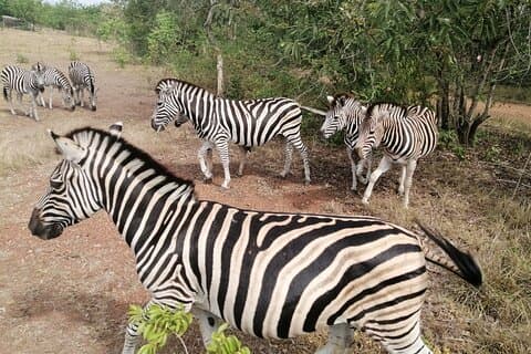 Tour privato Safari di mezza giornata ad Accra