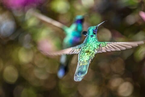 Avviso di colibríes - Osservatorio di colibríes