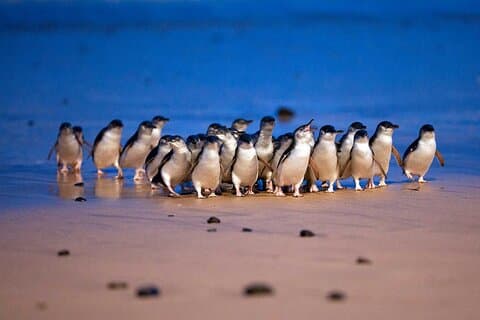 Philip Island express tour: penguin prd & wallaby spotting