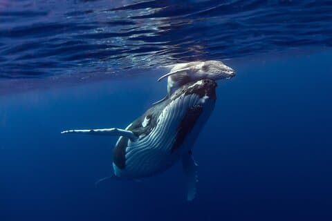 Half-Day Humpback Whales Encounter in Moorea