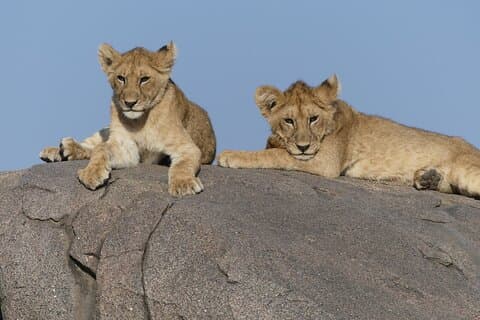 4 Days Mid range Safari to Serengeti and Ngorongoro Crater