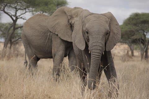 3 dagers hyttesafari til Tarangire, Lake Manyara og Ngorongoro