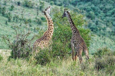 Private 5 Days Camping Tour in Serengeti National Park