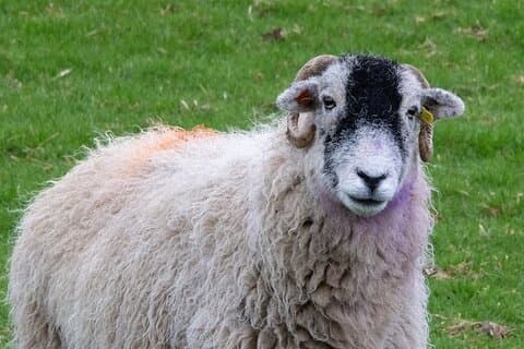 Hoteller i nærheten av All Creatures Sereis Filming Location Tour Yorkshire Dales